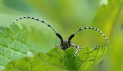 Agapanthia villosoviridescens #3