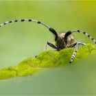 Agapanthia villosoviridescens