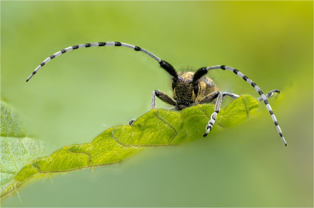 Agapanthia villosoviridescens