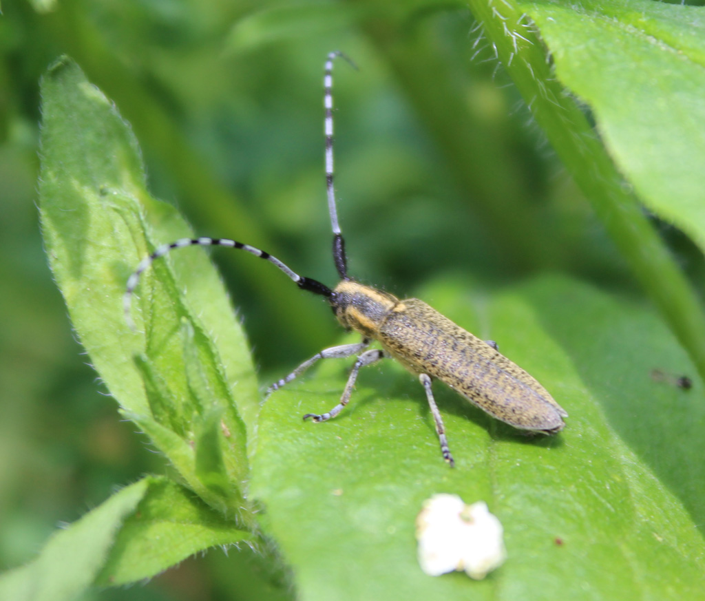 Agapanthia villosoviridescens- Scheckhorn Distelbock