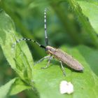 Agapanthia villosoviridescens- Scheckhorn Distelbock