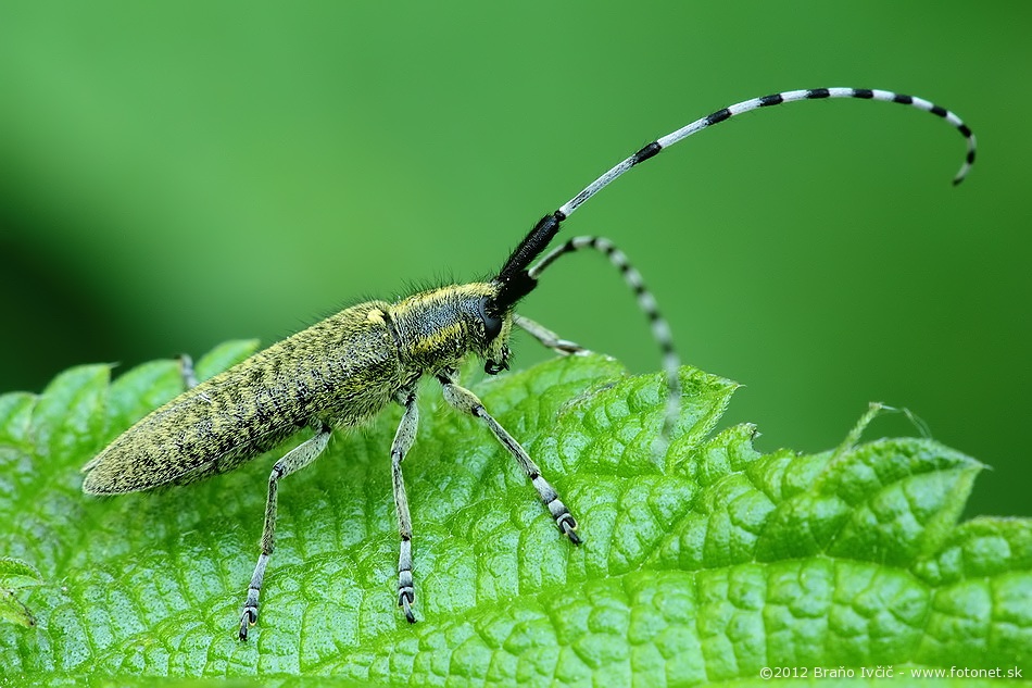 Agapanthia villosoviridescens - vrzunik uzkostity