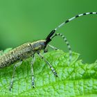 Agapanthia villosoviridescens - vrzunik uzkostity