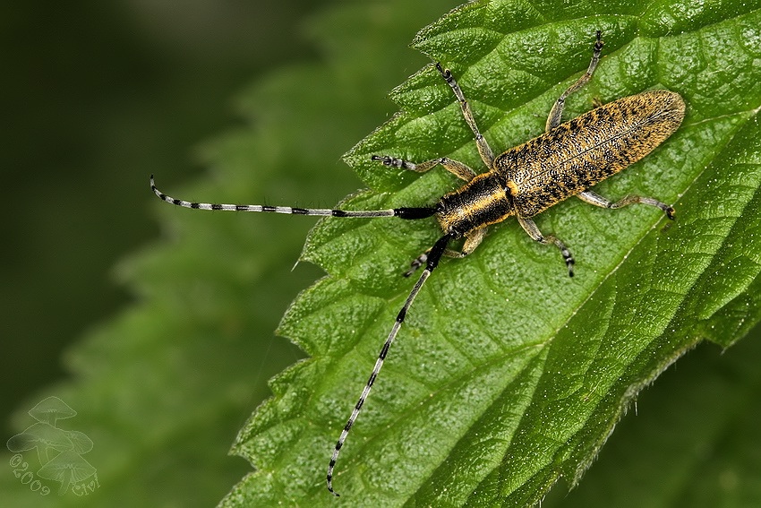 Agapanthia villosoviridescens - vrzunik uzkostity