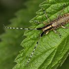 Agapanthia villosoviridescens - vrzunik uzkostity