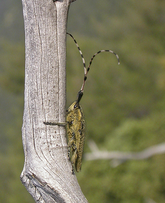 Agapanthie de l'asphodèle