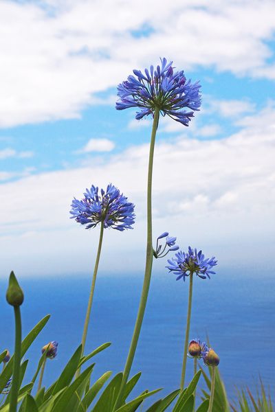 AGAPANTHUS 02709