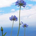 AGAPANTHUS 02709