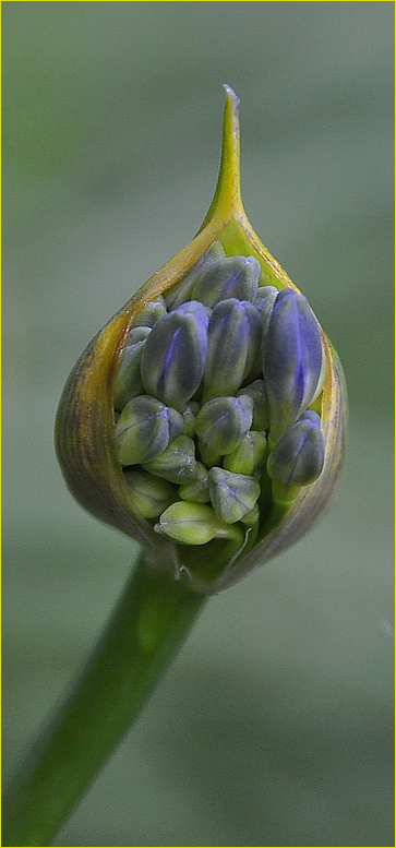 Agapanthus