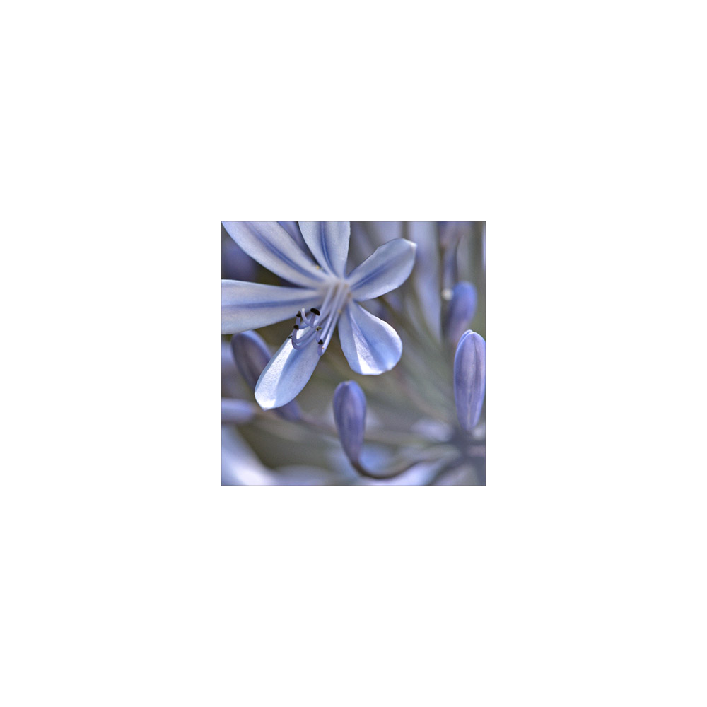 Agapanthus