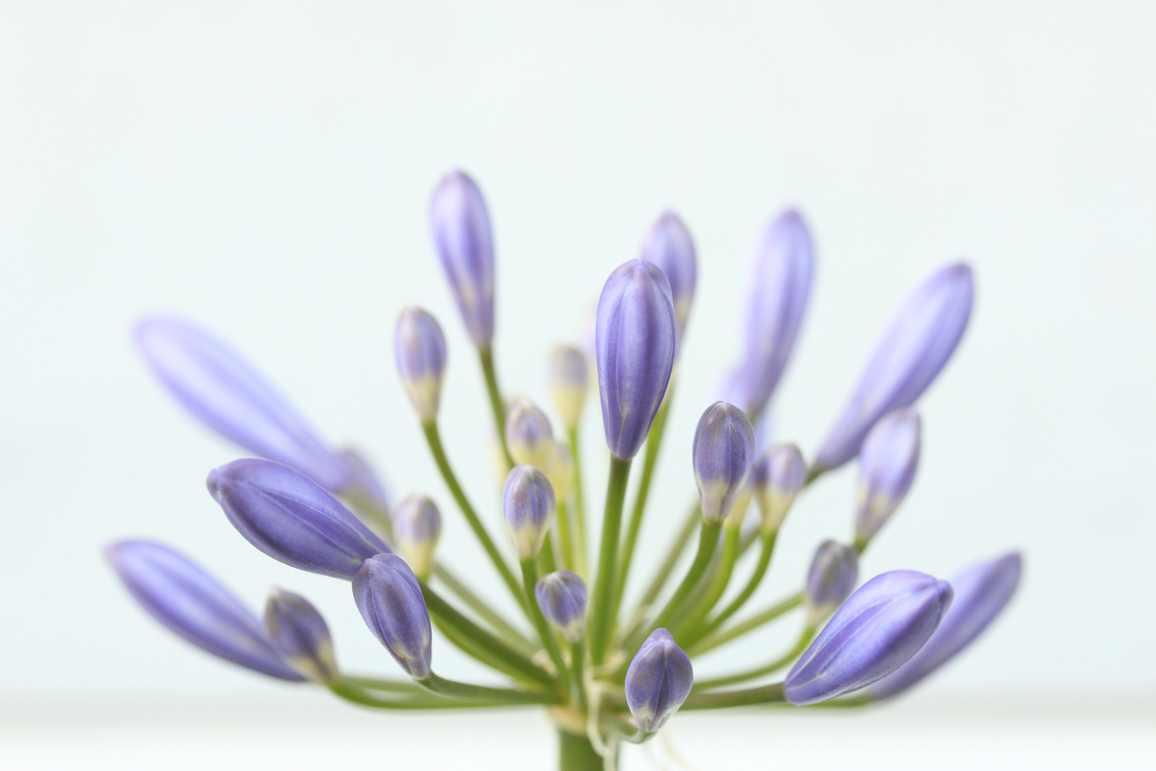 Agapanthus