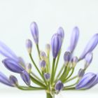 Agapanthus