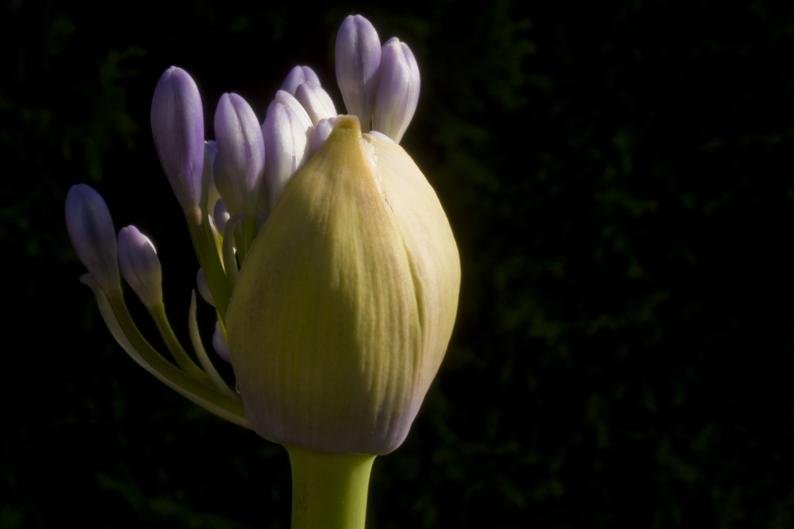 Agapanthus