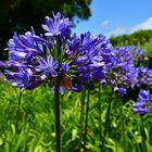 Agapanthus