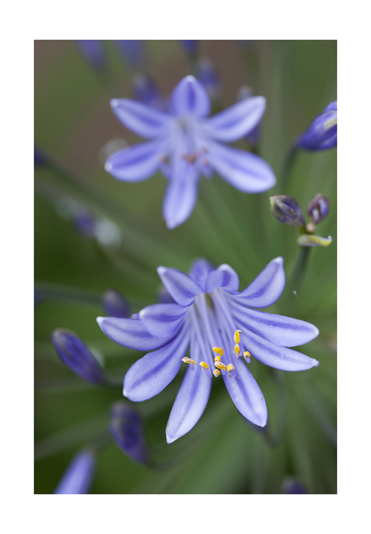 Agapanthus-2