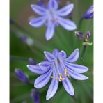 Agapanthus-2