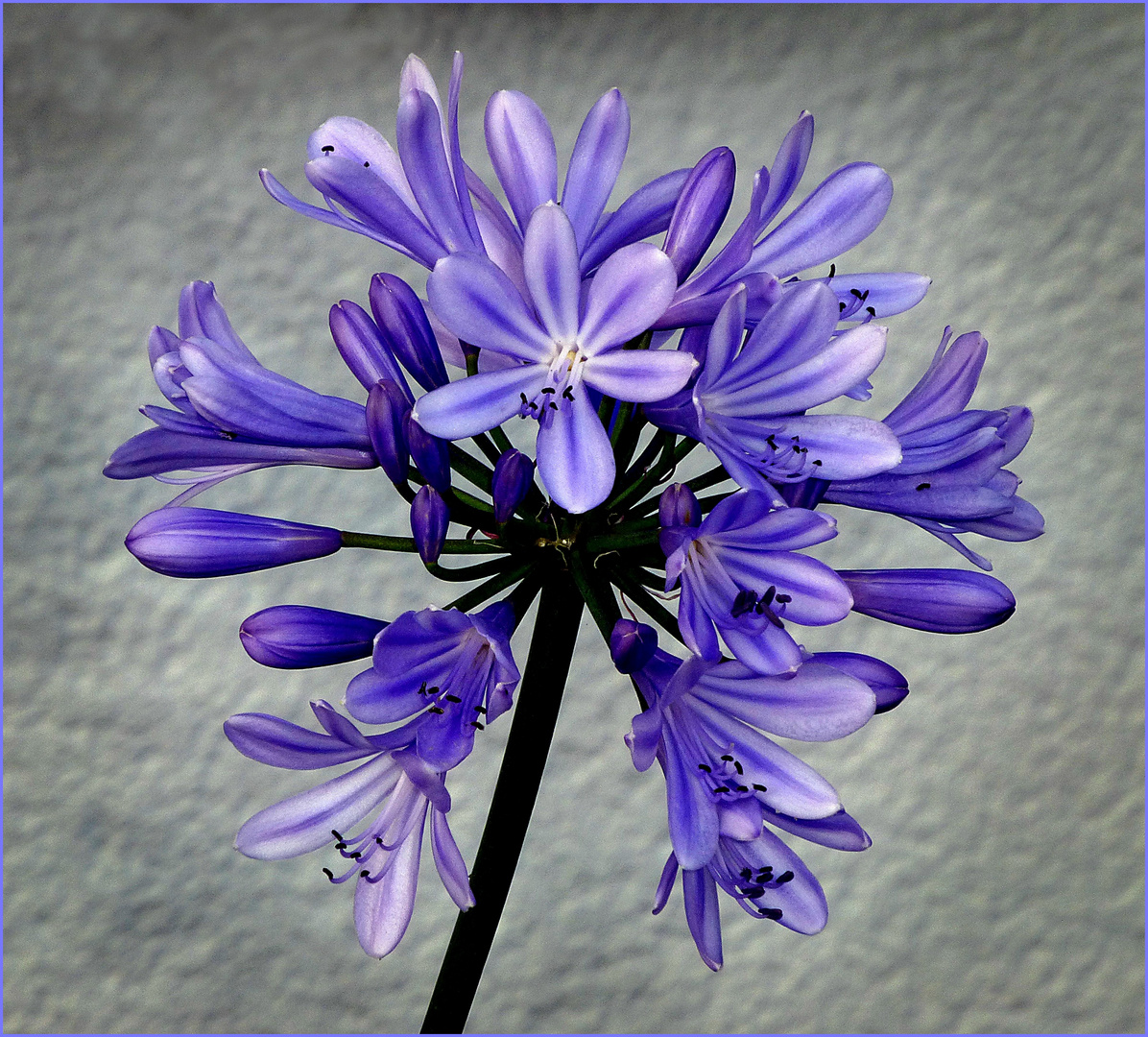 Agapanthus (2)