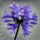 Agapanthus (2)