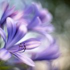 Agapanthus-2