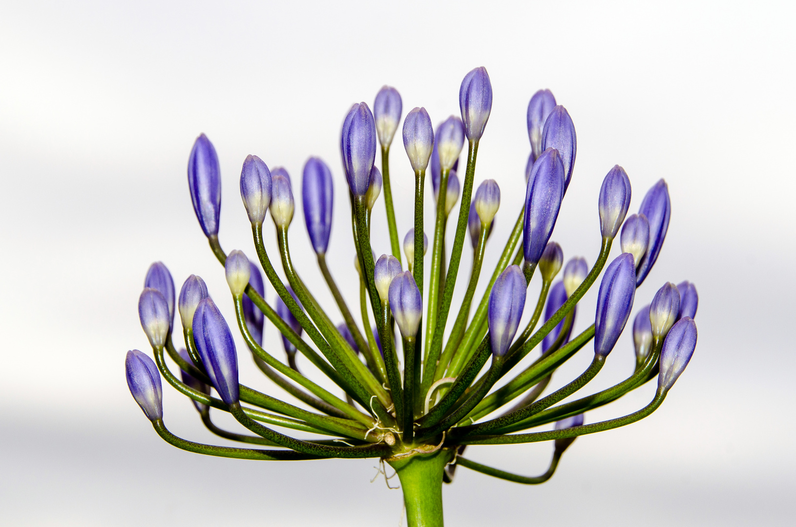 Agapanthus 2015-1