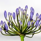 Agapanthus 2015-1