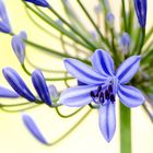 Agapanthus 2015-2