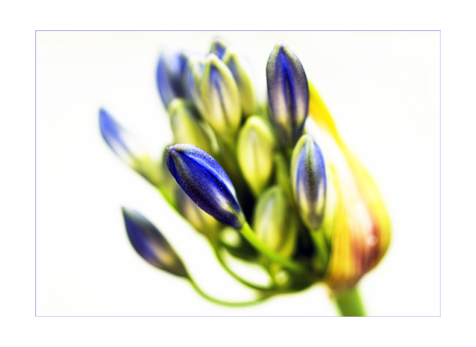 agapanthus