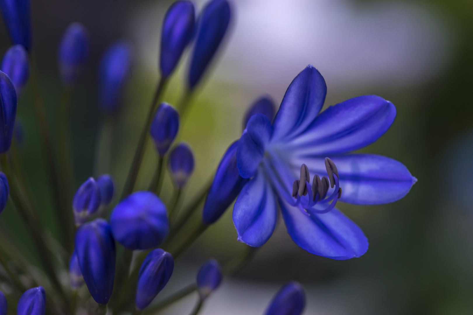 Agapanthus