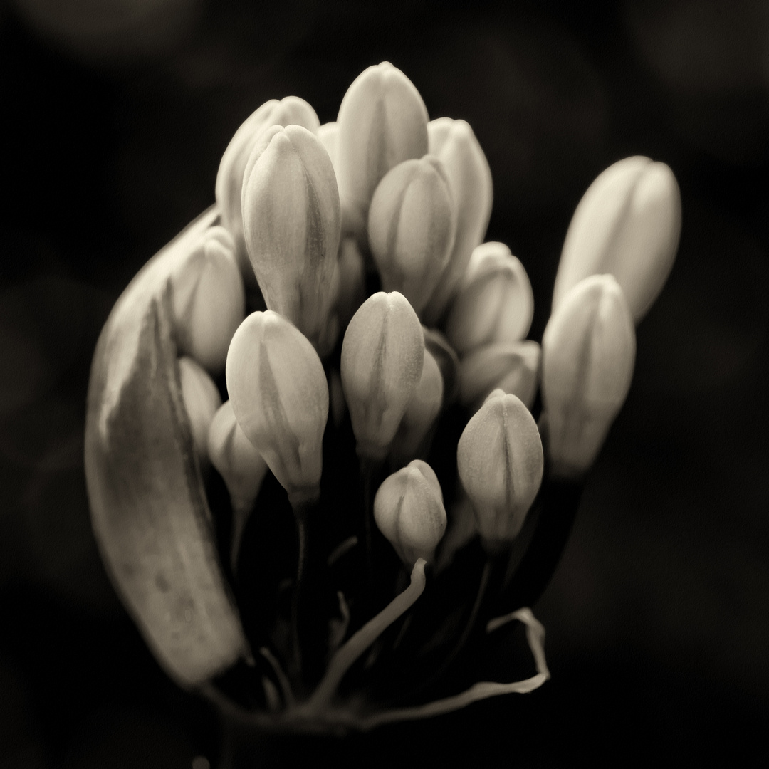 Agapanthus