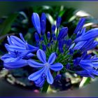 Agapanthus.