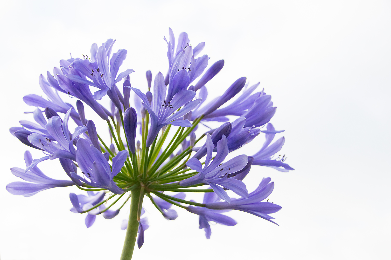 Agapanthus