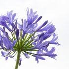 Agapanthus