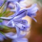 Agapanthus-3