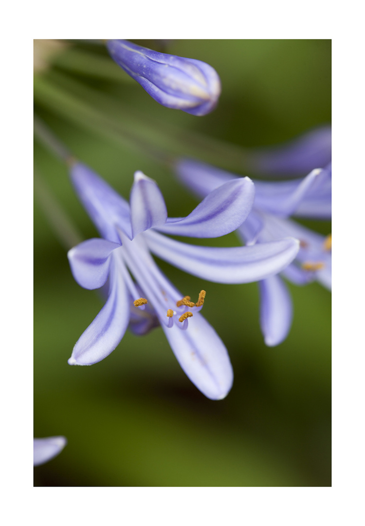 Agapanthus-3