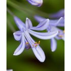 Agapanthus-3