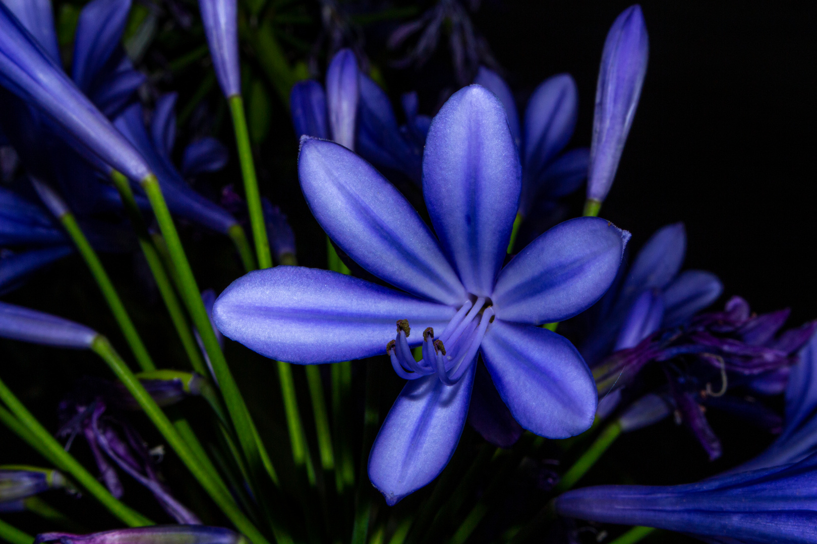 Agapanthus