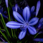 Agapanthus