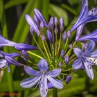 Agapanthus