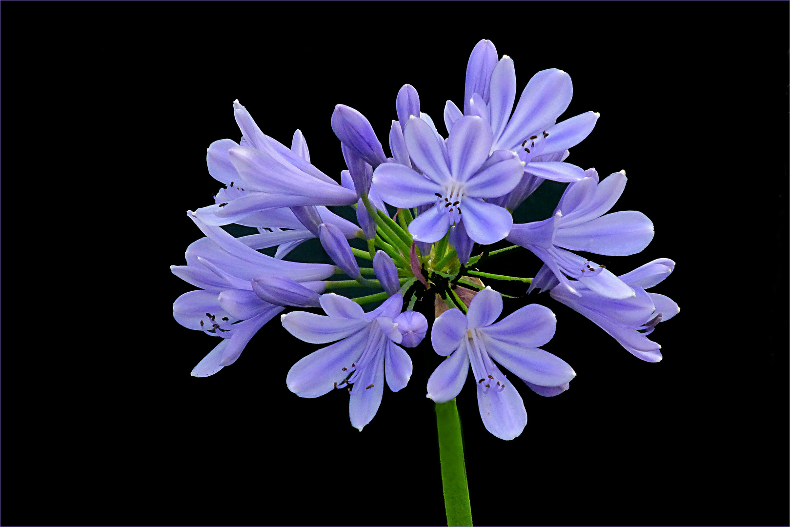 Agapanthus Foto & Bild natur Bilder auf