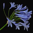 Agapanthus