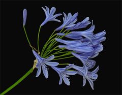 Agapanthus