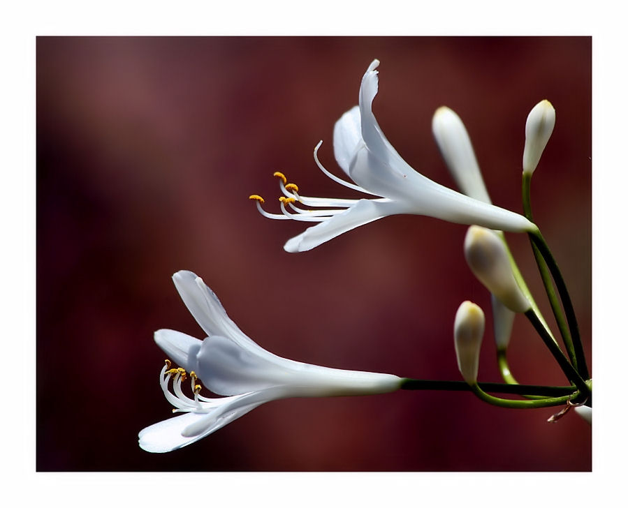 Agapanthus