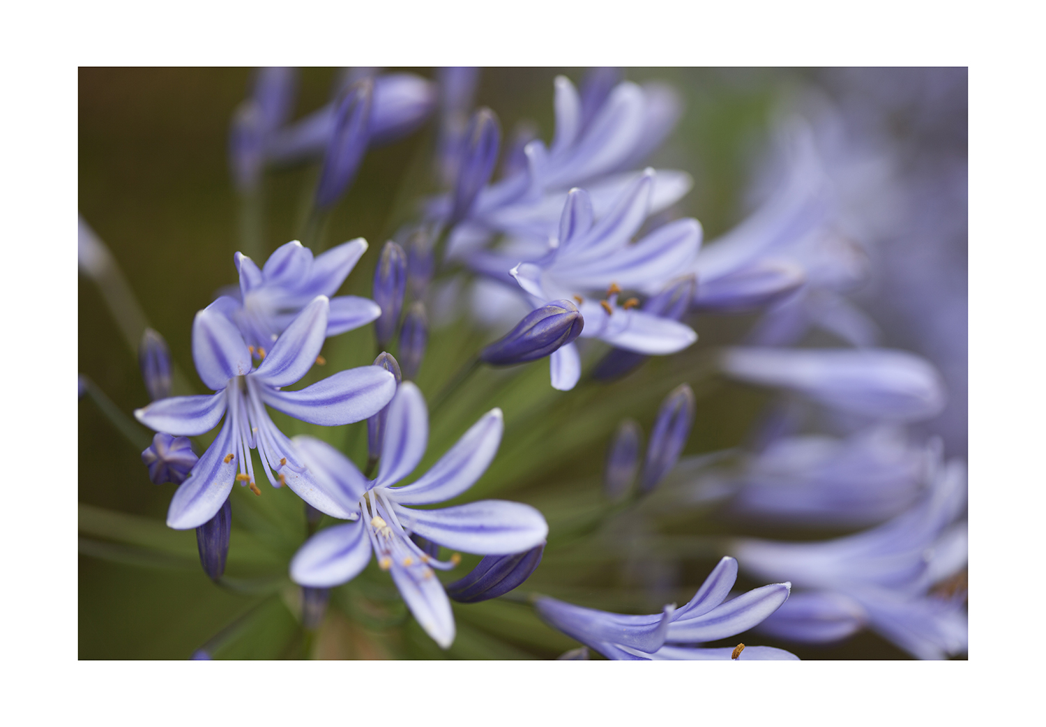 Agapanthus-4