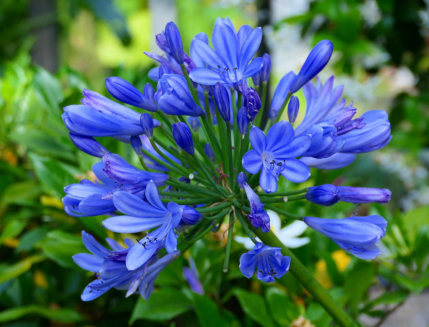 Agapanthus, . . .