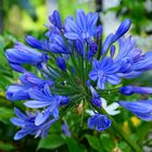 Agapanthus, . . .