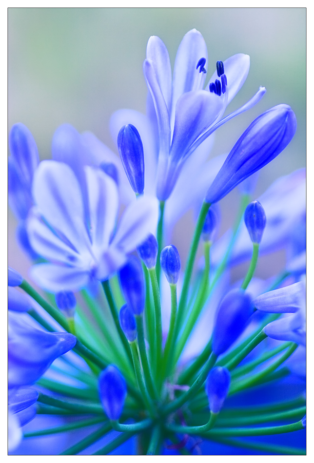 Agapanthus