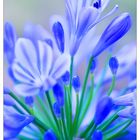 Agapanthus