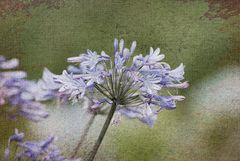 Agapanthus