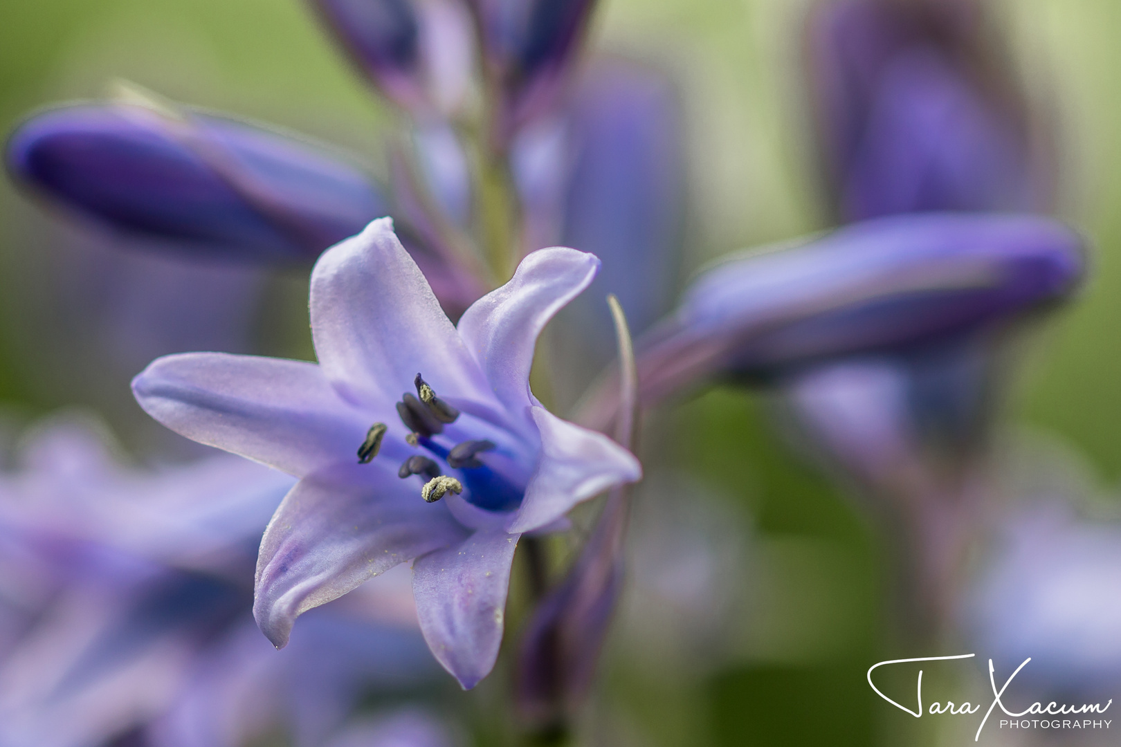 Agapanthus 