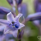 Agapanthus 